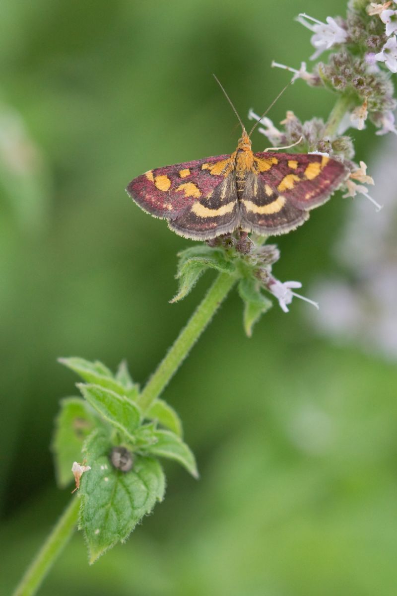 Richiesta ID - Pyrausta purpuralis